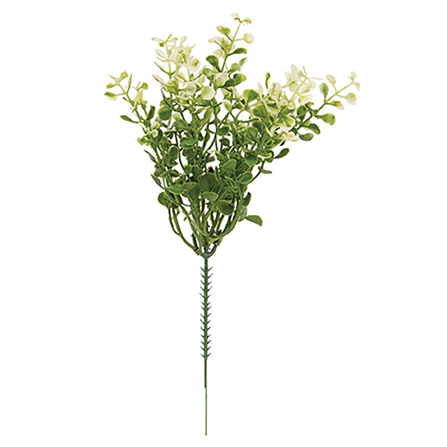 Cream Tipped Baby’s Grass Pick