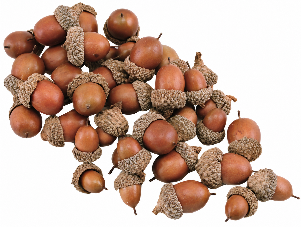A pile of realistic acorns with brown bodies and textured beige-brown caps, arranged on a plain white background.