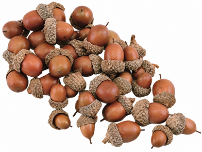 A pile of realistic acorns with brown bodies and textured beige-brown caps, arranged on a plain white background.