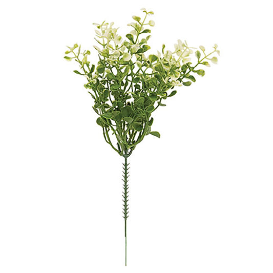 Cream Tipped Baby’s Grass Pick